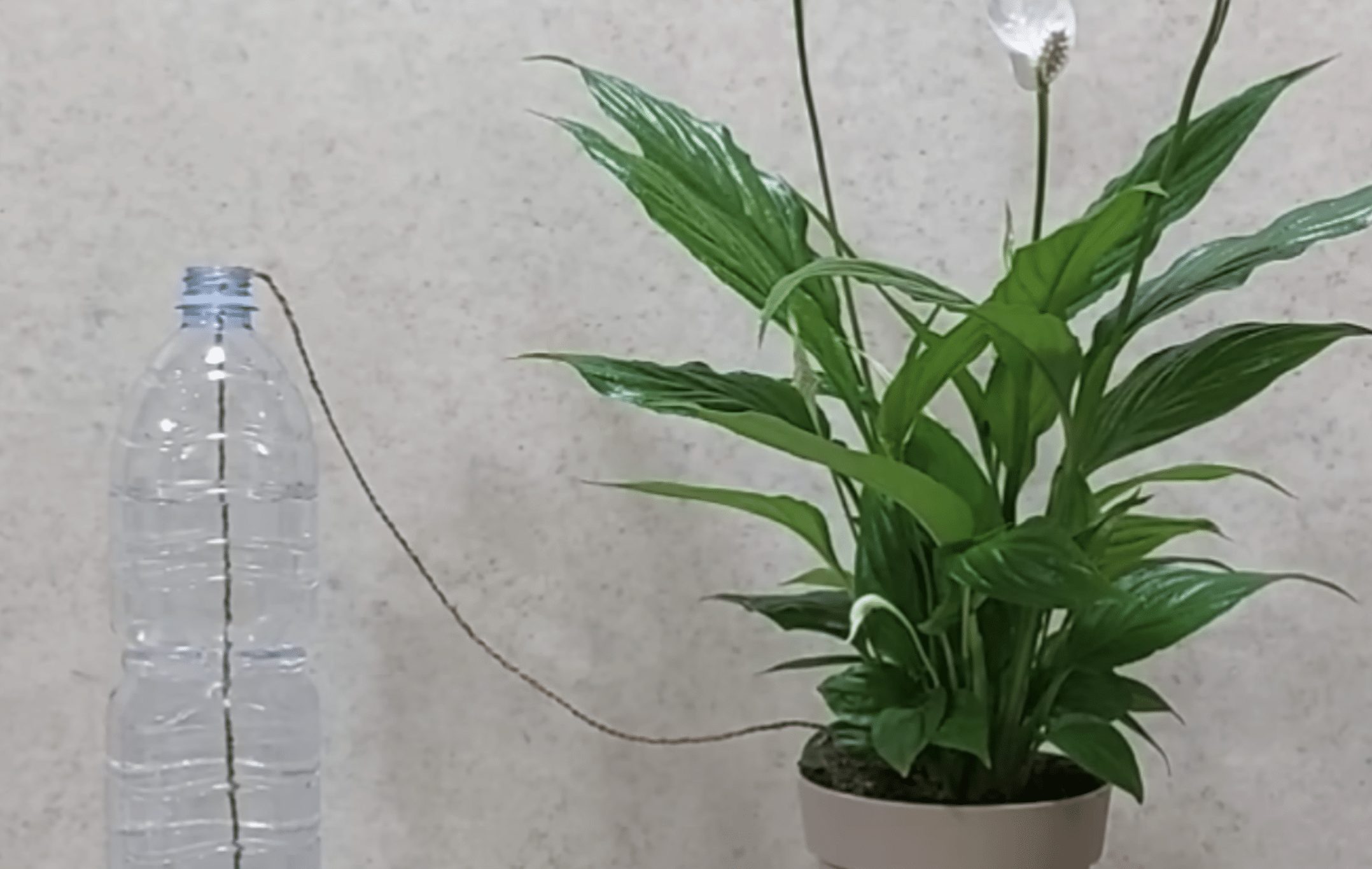 Preparing a self-watering setup for plants