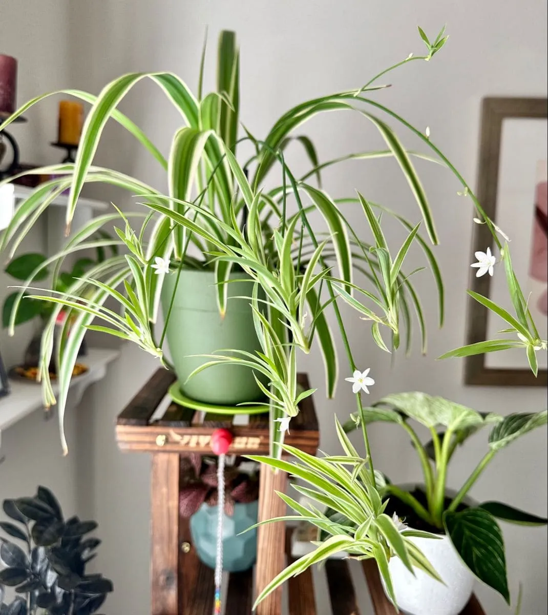 Bright indirect light helping spider plants flower