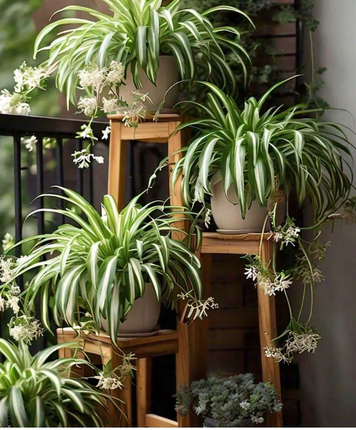 Spider plant flowers forming on long stems