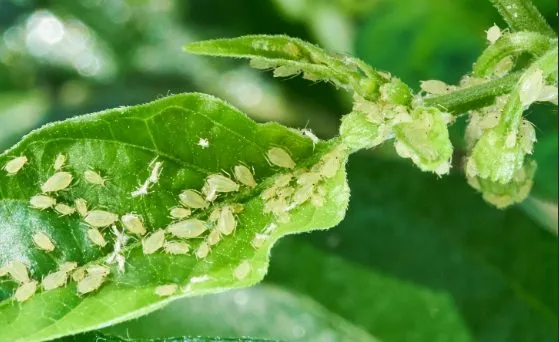 Close-up of aphids on a plant leaf