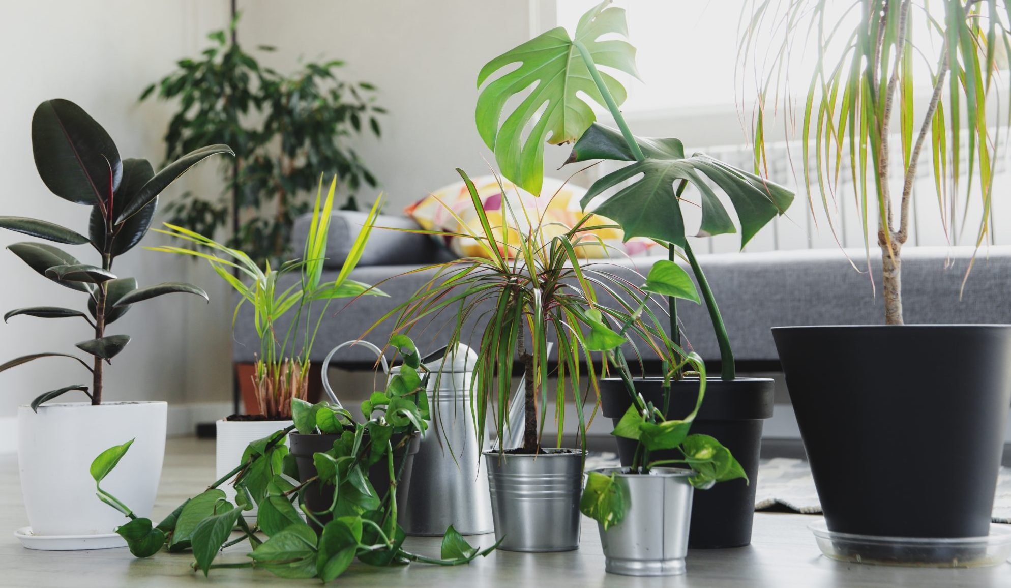 Collection of different tropical houseplants