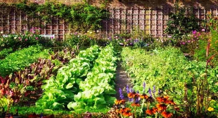 Plastic forks placed in a vegetable garden to protect plants