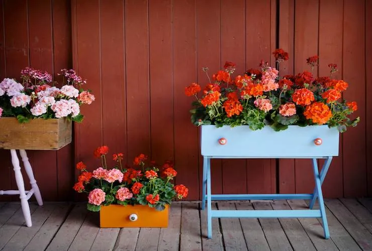 Geraniums in bloom at home