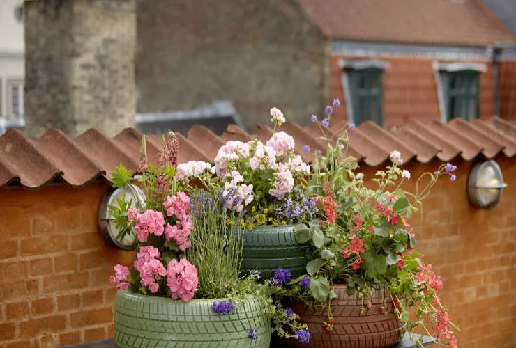 Geraniums in full bloom