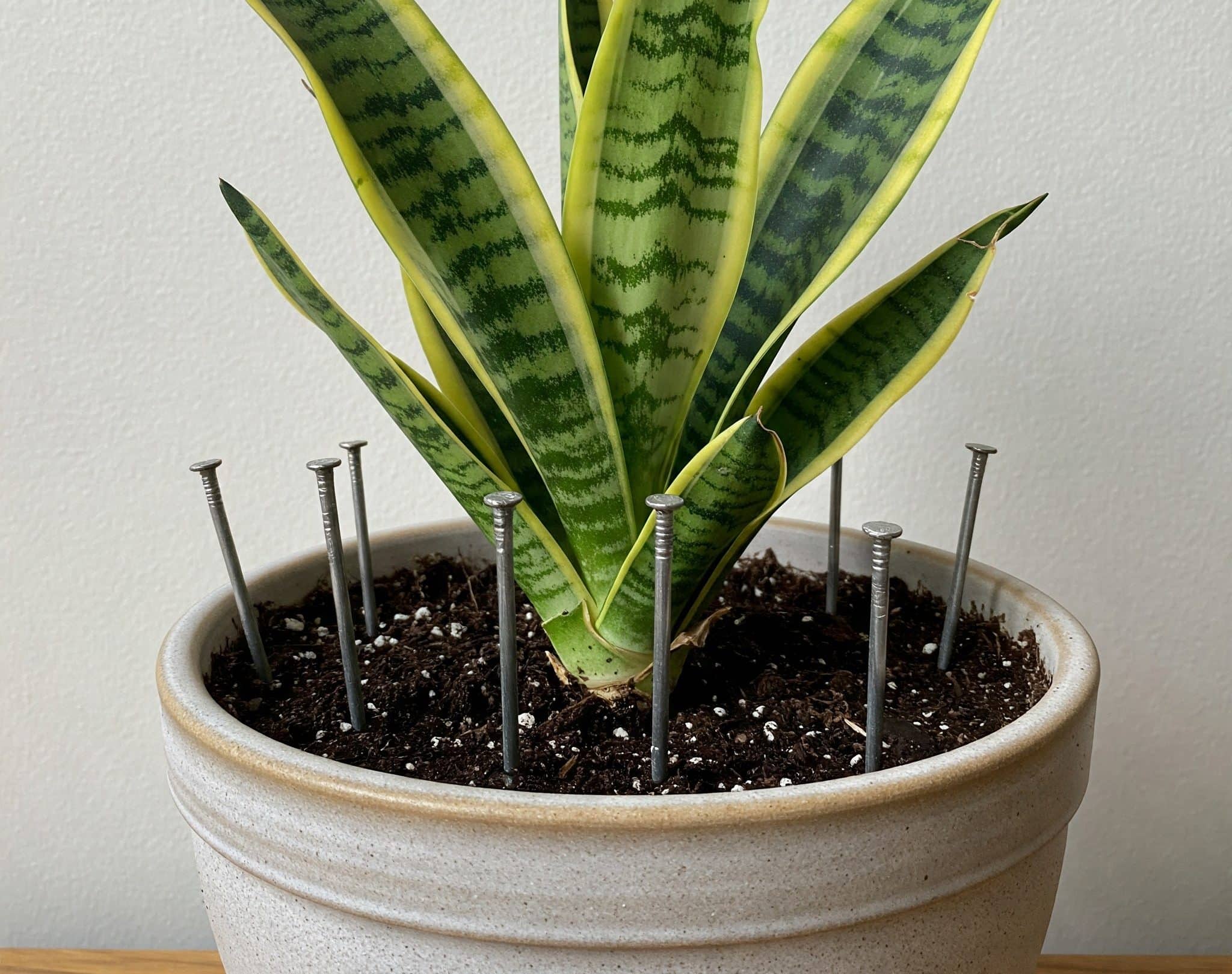 Nail inserted into soil of a potted plant