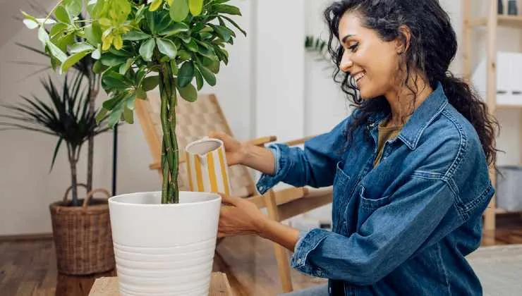 Nutrients and ingredients beneficial for geraniums