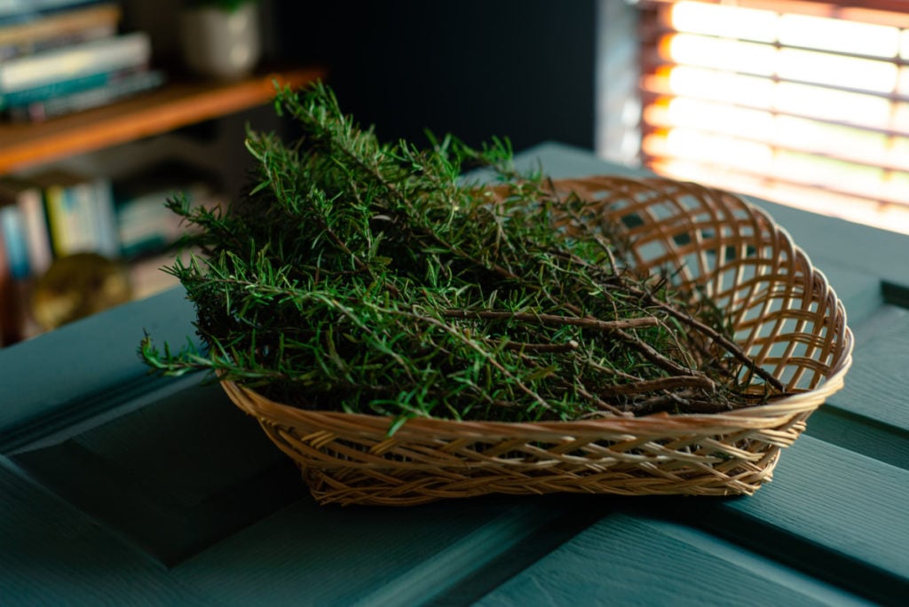 Rosemary growing in a basket container