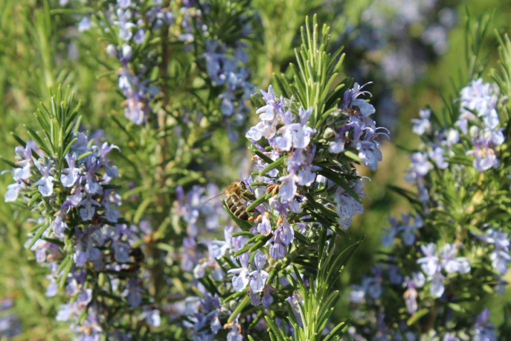 Bee visiting rosemary flowers