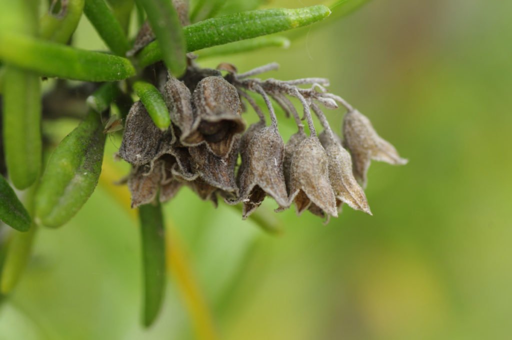 Dried rosemary flowers ready for seed saving