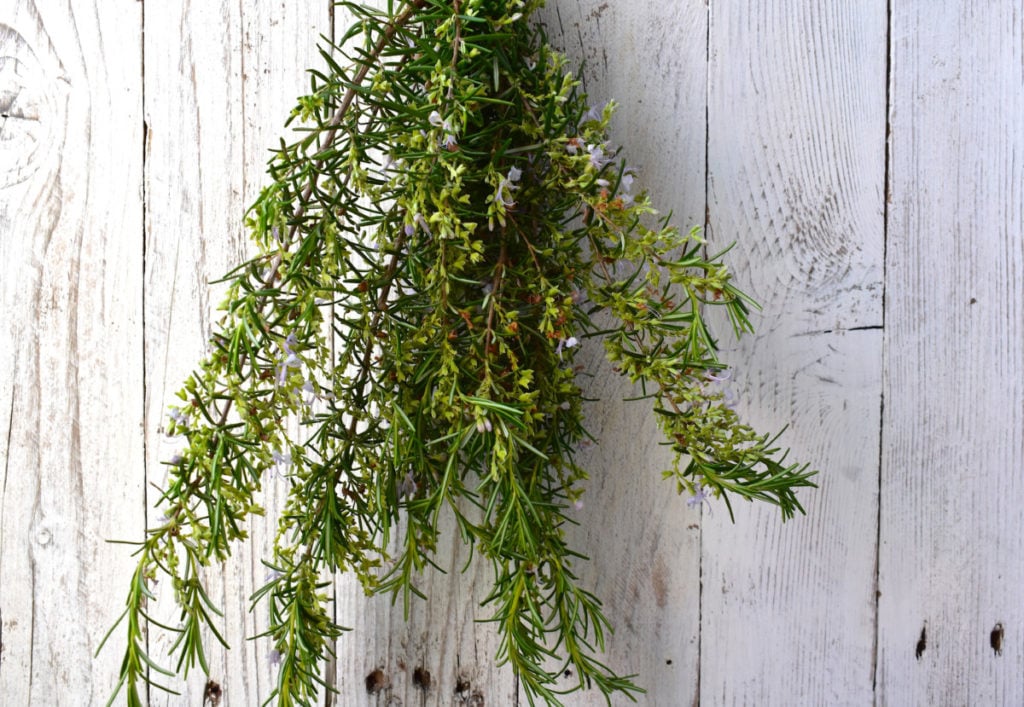 Rosemary drying in bundles