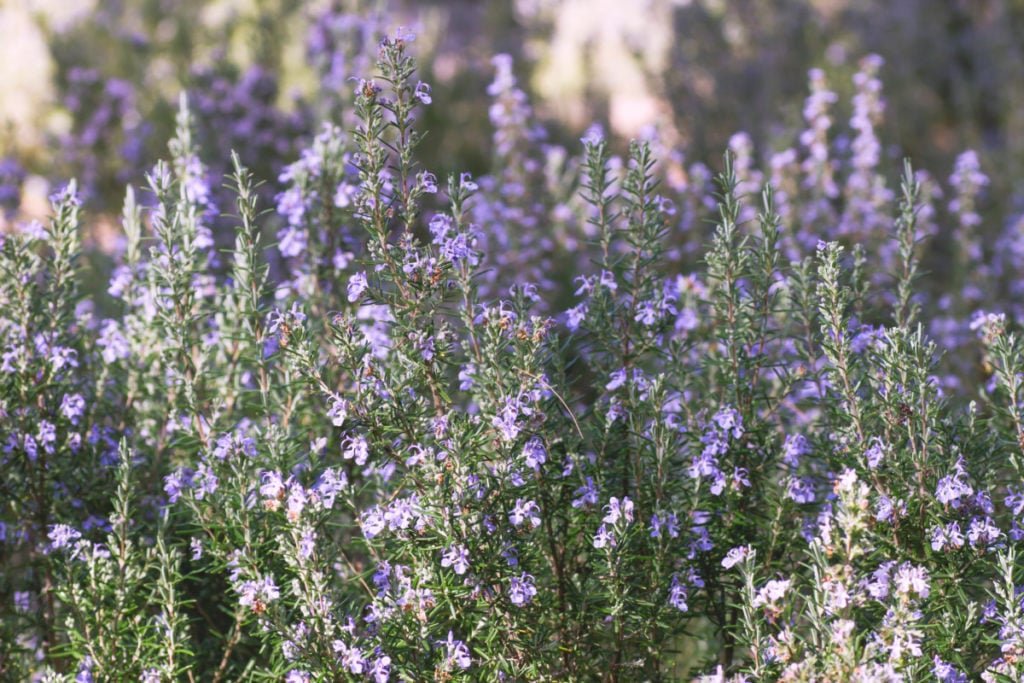 Rosemary in bloom with purple-blue flowers