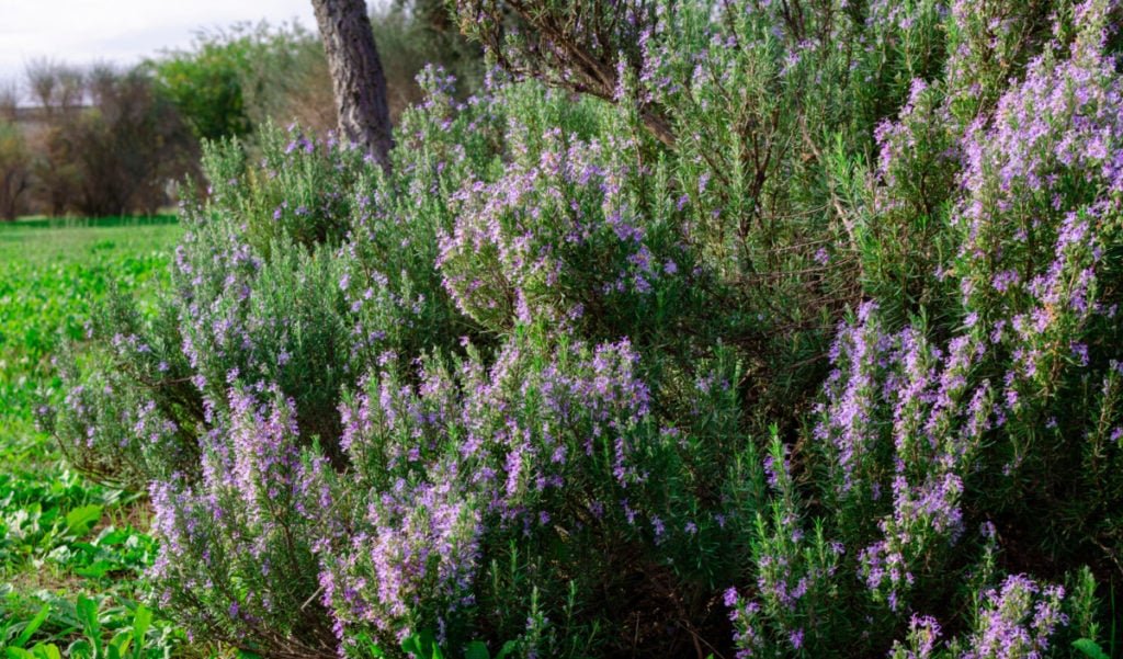 Large mature rosemary shrub