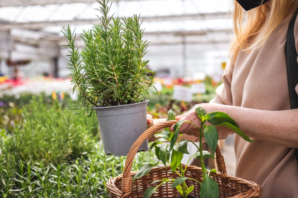 Rosemary starter plants at a nursery