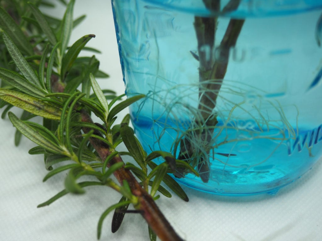 Rosemary cuttings forming roots in water