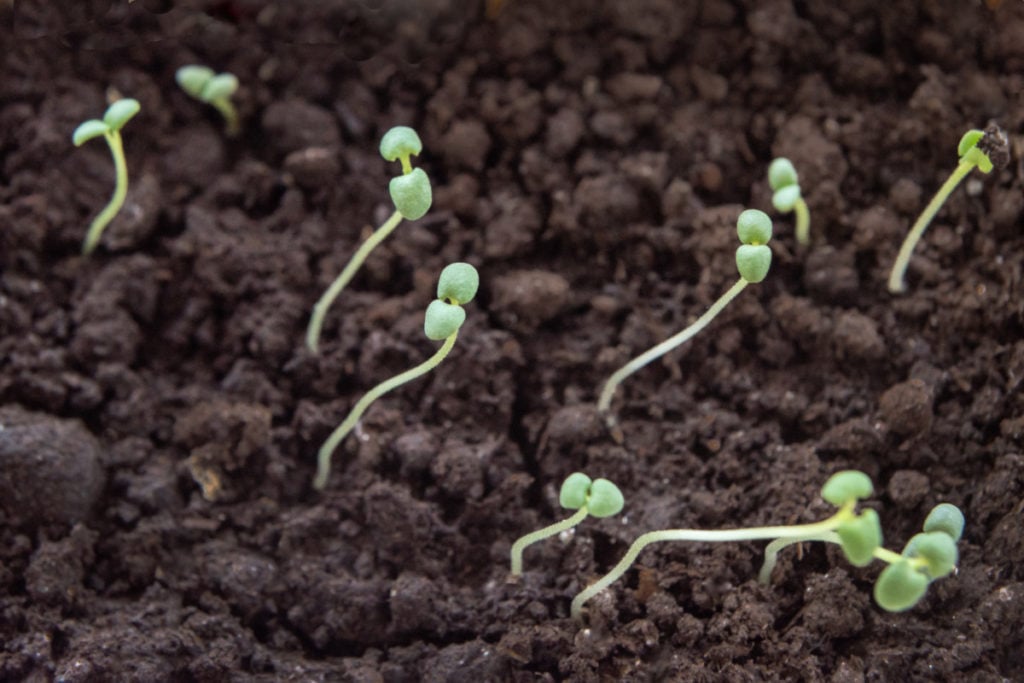 Young rosemary seedlings in pots