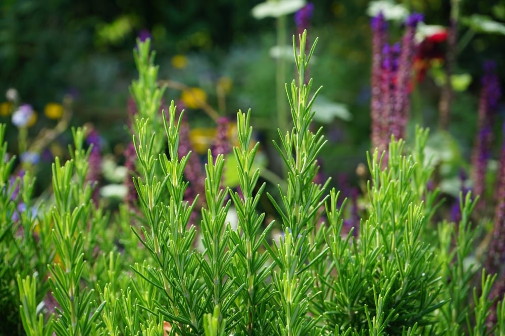 Healthy rosemary plant in sunlight