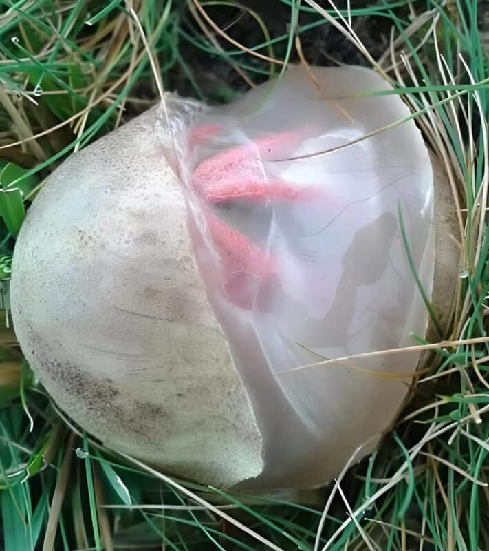Strange red fungus appearing in a garden