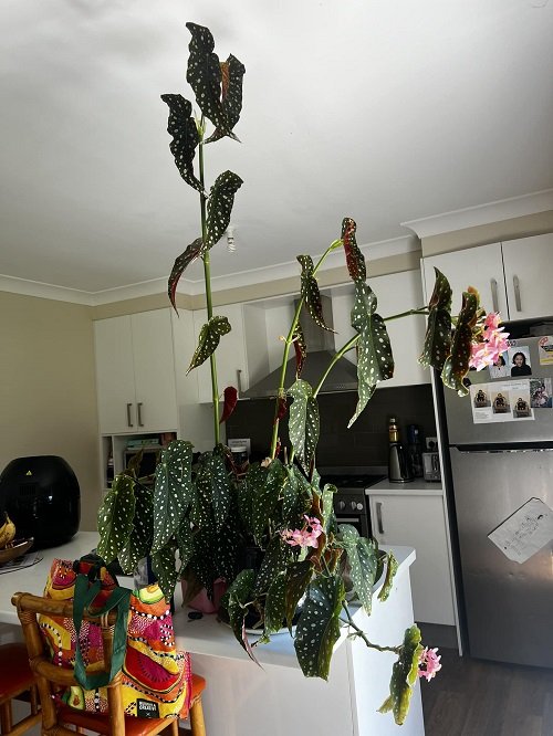 beautiful blooming begonia plant