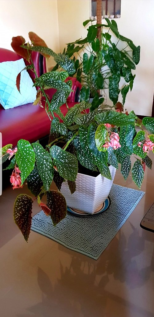 healthy begonia growing in warm conditions