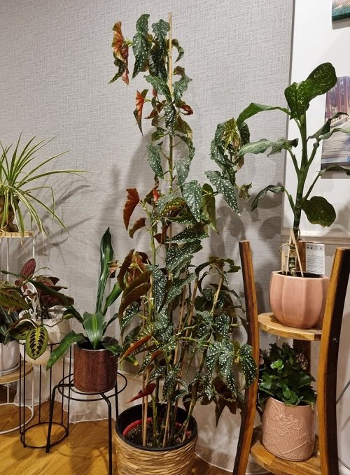 begonia growing in humid environment