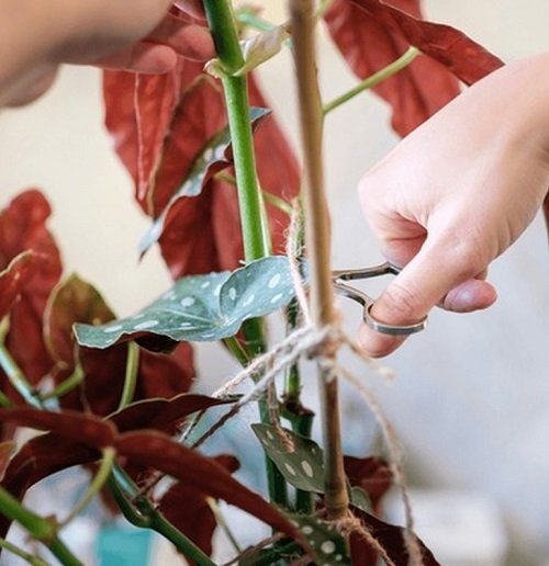pruning begonia plant