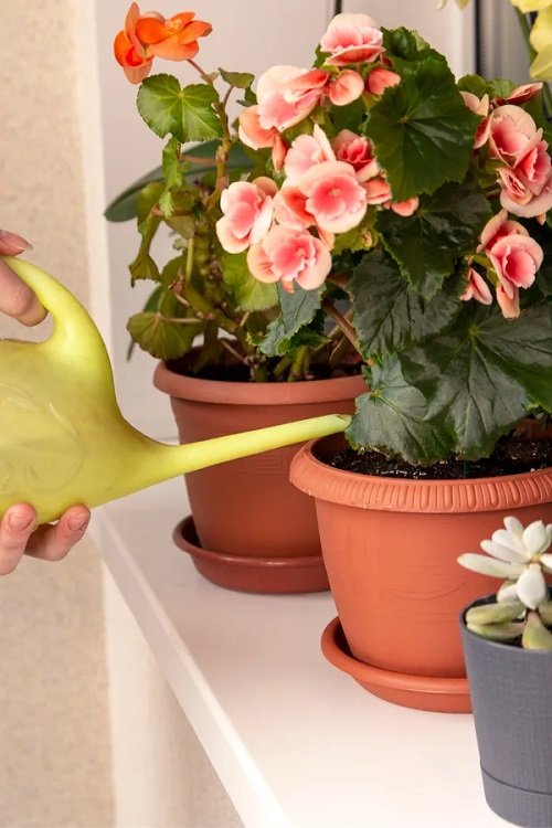 watering a begonia plant