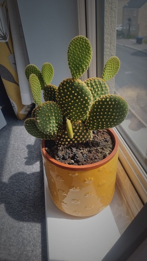 Bunny ear cactus near a sunny window