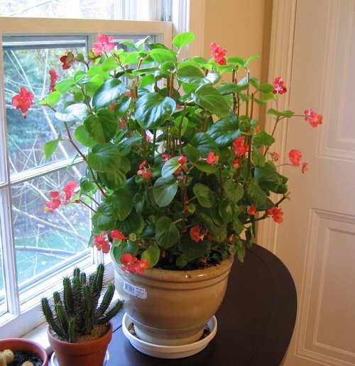 begonia plant receiving bright indirect light