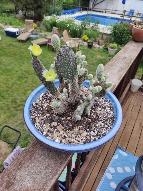 Bunny ear cactus blooming