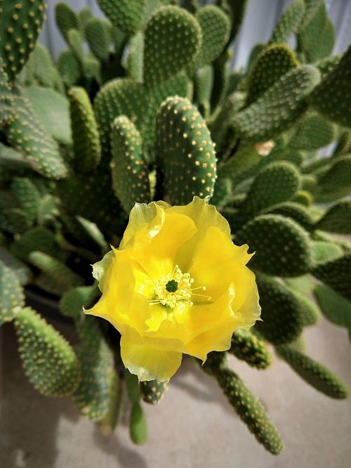 Bunny ear cactus blooming in a pot