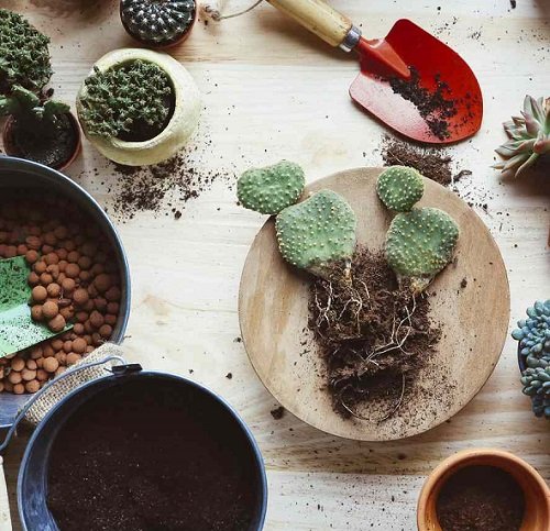Repotting bunny ear cactus