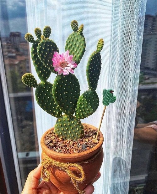 Healthy bunny ear cactus plant