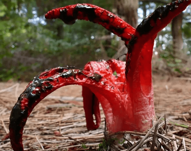 Devil's fingers fungus in its egg stage