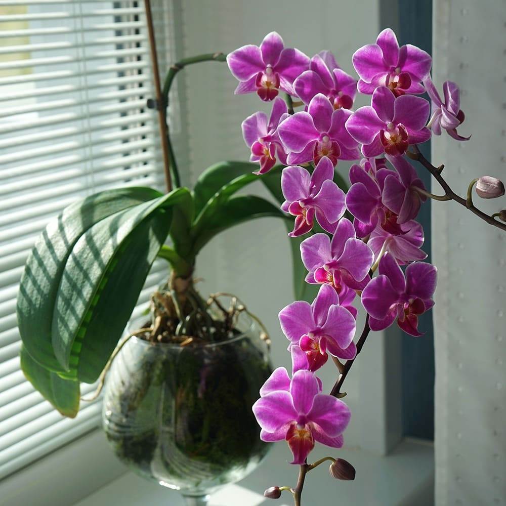 Close-up of orchid bloom