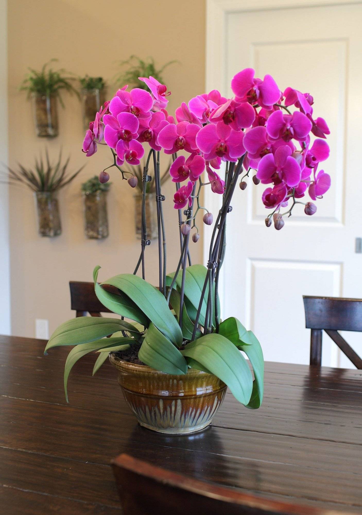 Orchid plant with multiple blooms