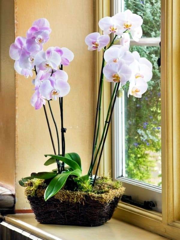 Pink orchid in bloom