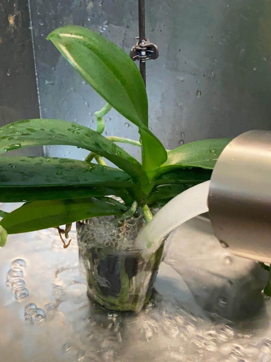 Orchid plant with purple flowers