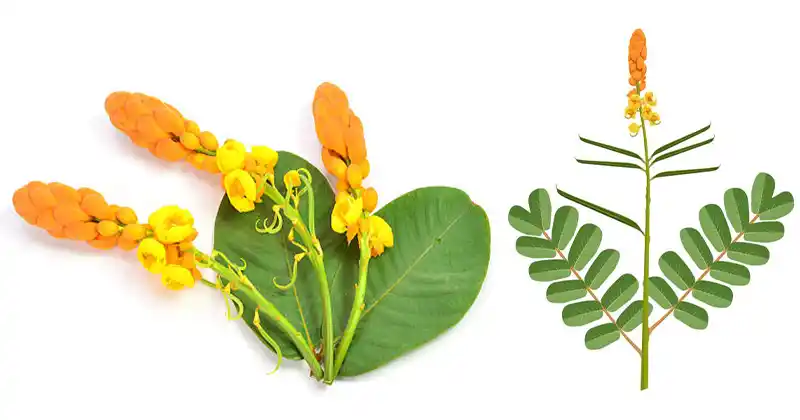 senna alata plant