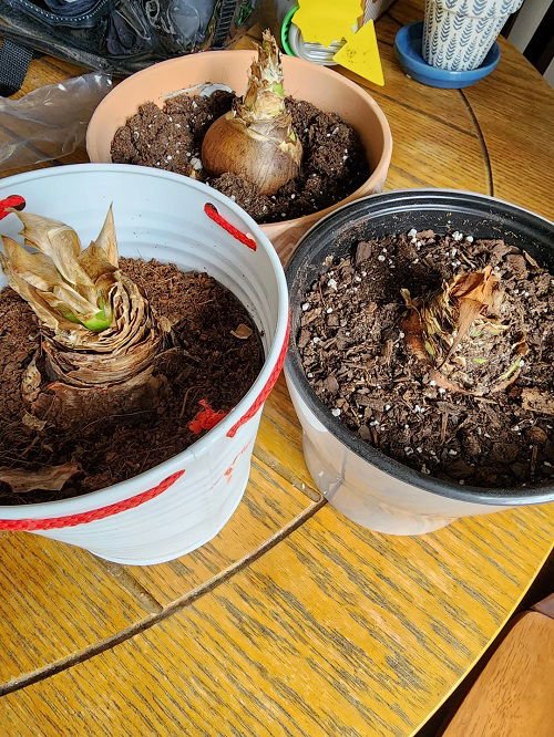 How to Force Amaryllis to Bloom
