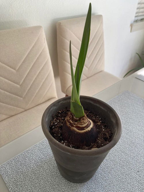 How to Force Amaryllis to Bloom