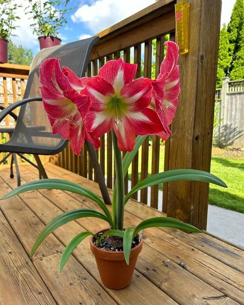 Fertilizing amaryllis bulbs for more blooms