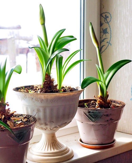 Amaryllis flower in full bloom