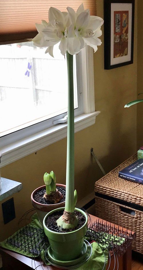 How to Force Amaryllis to Bloom
