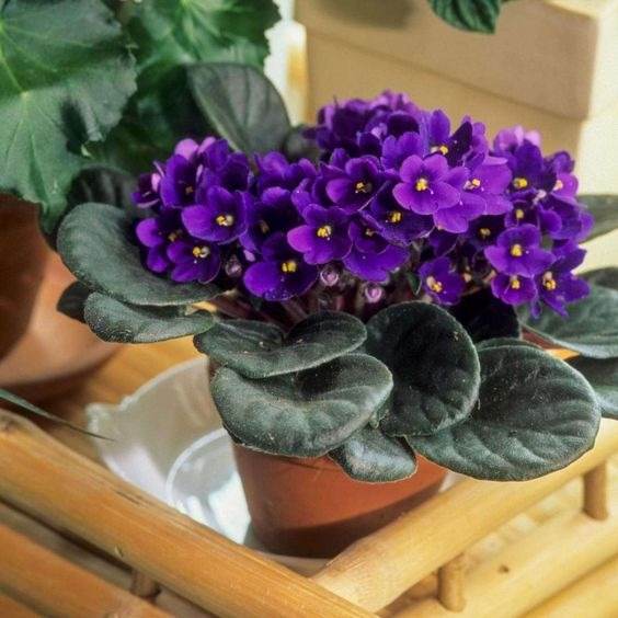 Healthy African violet close up