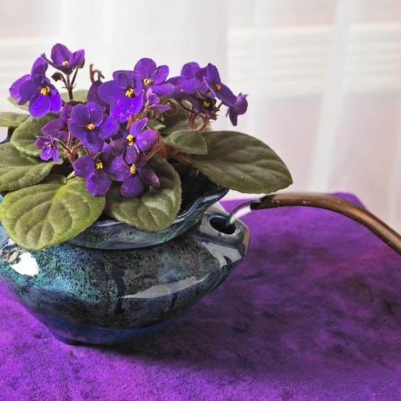 Watering African violet from bottom