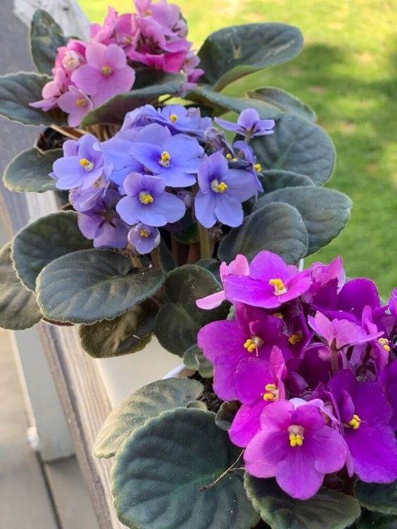 African violets spaced apart