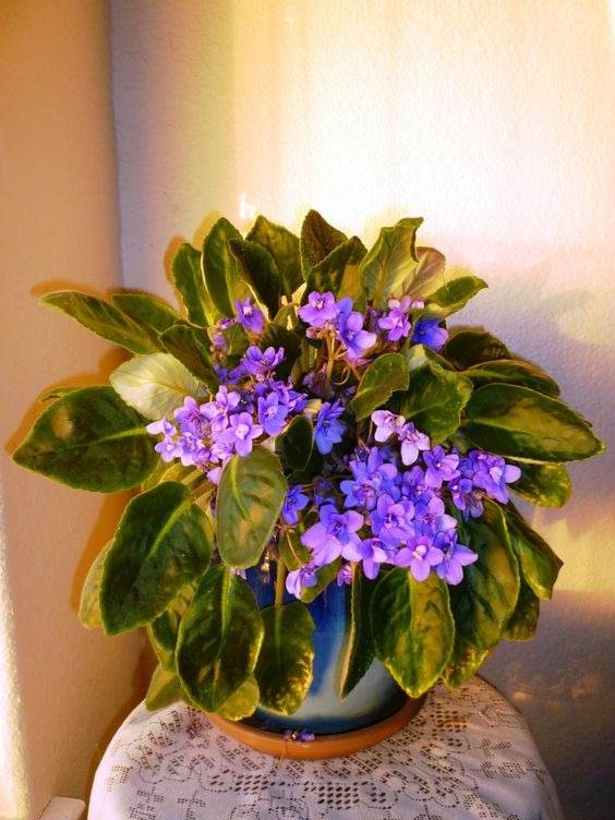 Drying African violet leaves