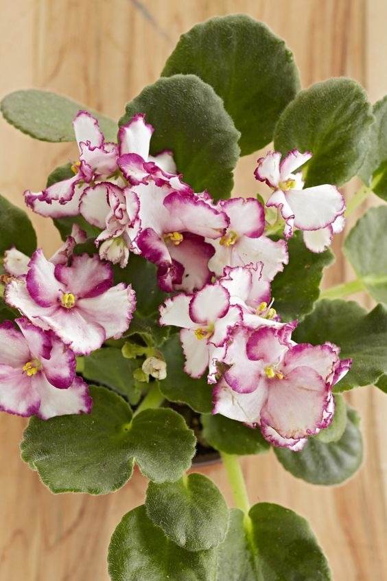 Fertilizing African violet