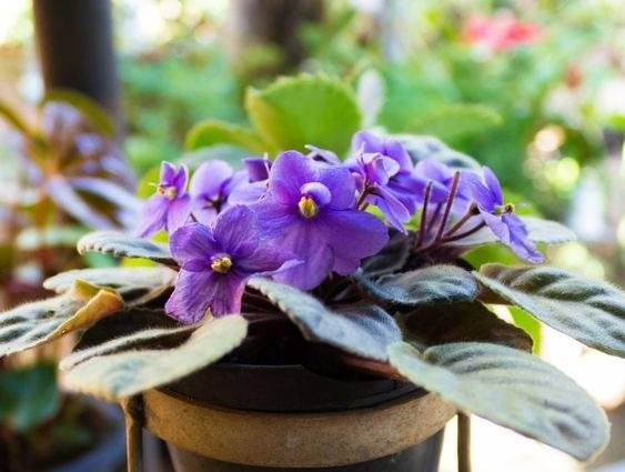 African violet in humid environment