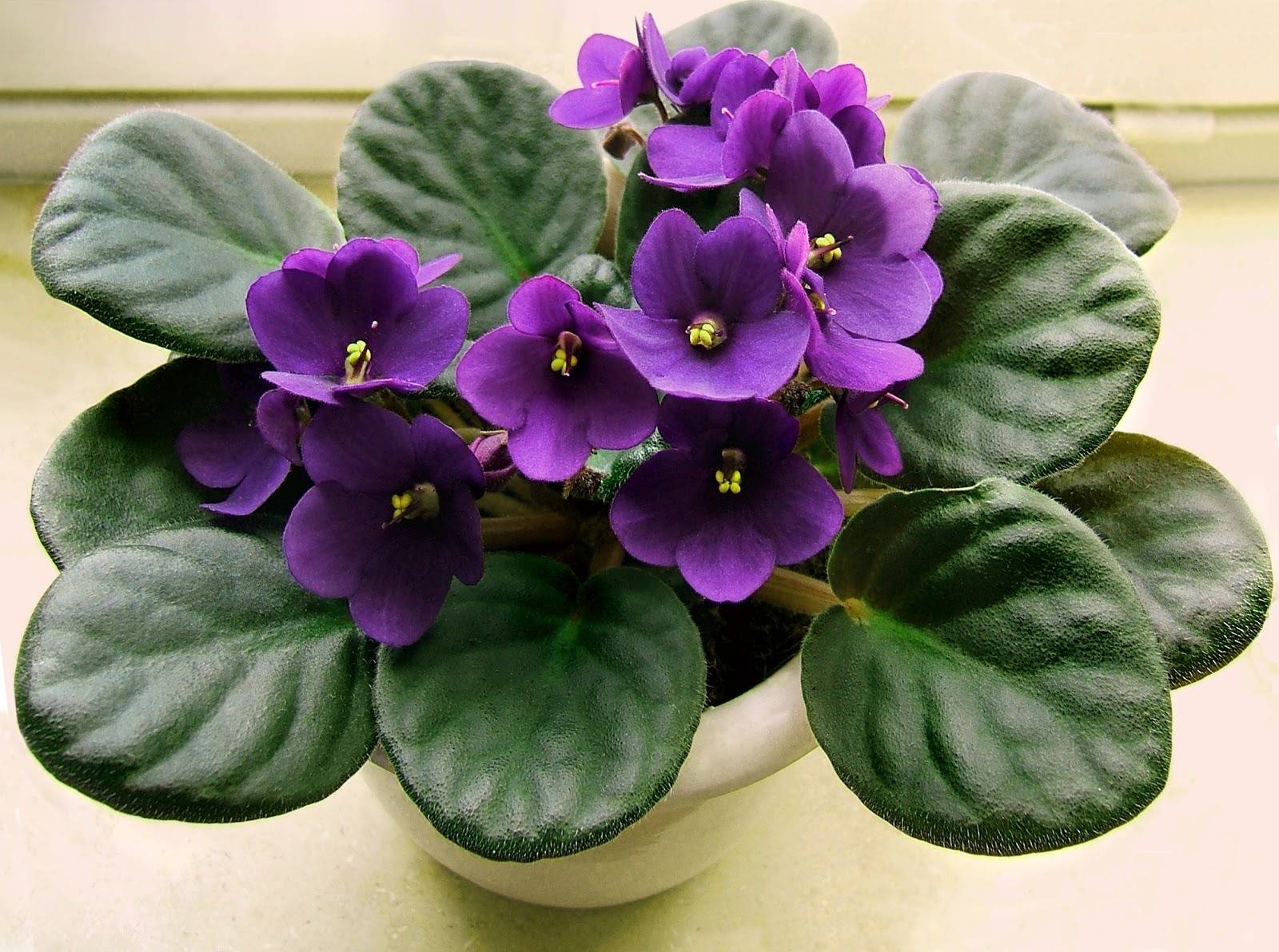 Healthy African violet indoors